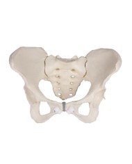 Erler Zimmer, modello anatomico di scheletro del bacino femminile a montaggio elastico 4054G
