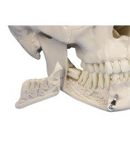 Erler Zimmer, modello anatomico di cranio per dentisti ed ortodonzia in 4 parti 4513