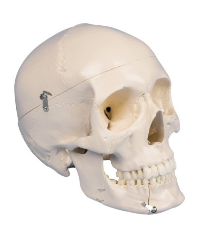 Erler Zimmer, modello anatomico di cranio per dentisti ed ortodonzia in 4 parti 4513