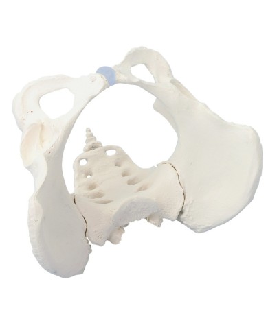 Erler Zimmer, modello anatomico di scheletro del bacino femminile con osso sacro 4054