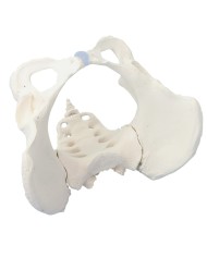 Erler Zimmer, modello anatomico di scheletro del bacino femminile con osso sacro 4054