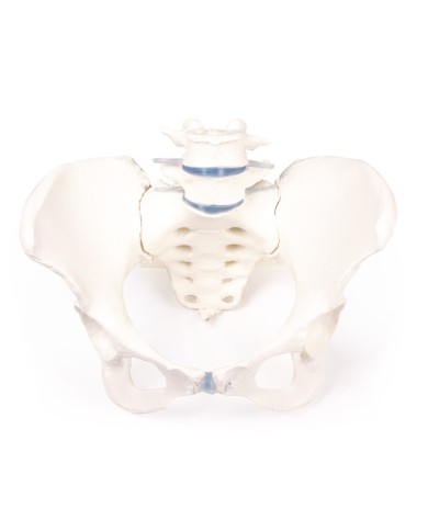 Erler Zimmer, modello anatomico di scheletro del bacino femminile con osso sacro e due vertebre lombari 4058
