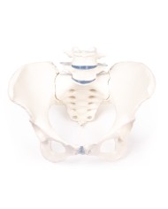 Erler Zimmer, modello anatomico di scheletro del bacino femminile con osso sacro e due vertebre lombari 4058