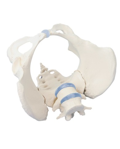 Erler Zimmer, modello anatomico di scheletro del bacino femminile con osso sacro e due vertebre lombari 4058