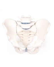 Scheletro del bacino maschile con osso sacro e due vertebre lombari Erler Zimmer 4056
