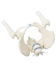 Erler Zimmer, modello anatomico di scheletro del bacino femminile con due vertebre lombari e tronchi dei femori 4059