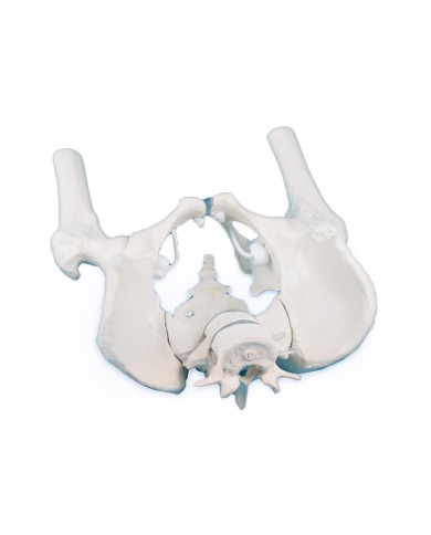 Erler Zimmer modello anatomico di scheletro del bacino maschile con due vertebre lombari e tronchi dei femori 4057
