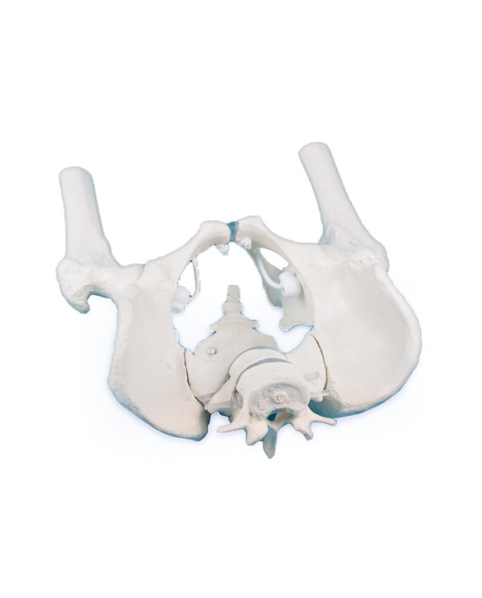 Erler Zimmer modello anatomico di scheletro del bacino maschile con due vertebre lombari e tronchi dei femori 4057