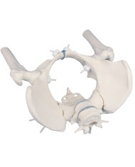 Erler Zimmer modello a montaggio elastico di scheletro del bacino femminile con due vertebre lombari e tronchi dei femori 4059G