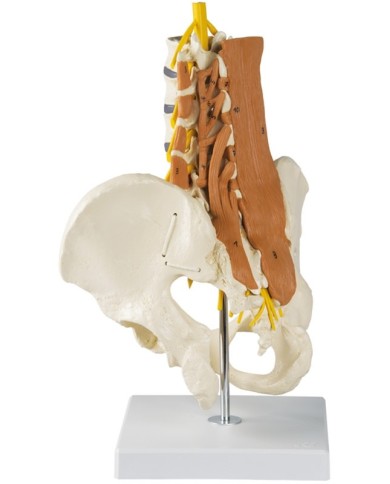 Erler Zimmer modello anatomico di colonna vertebrale lombare con bacino e Erler Zimmer modello anatomico di colonna vertebrale lombare con bacino e