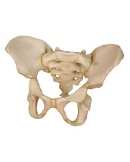 Erler Zimmer modello di bacino di un bimbo di 5 anni 4051