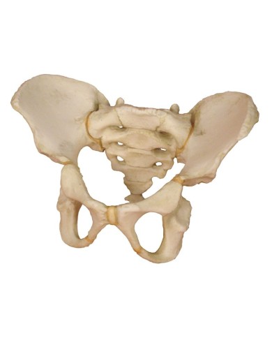 Erler Zimmer modello di bacino di un bimbo di 5 anni 4051