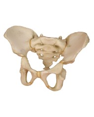 Erler Zimmer modello di bacino di un bimbo di 5 anni 4051