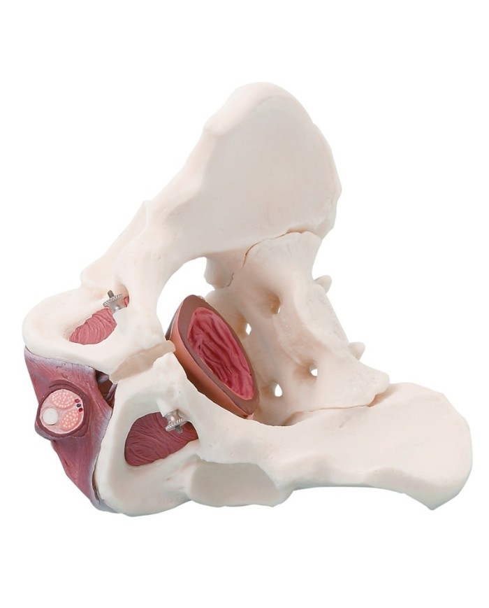 ERLER ZIMMER MODELLO ANATOMICO DI BACINO MASCHILE CON PAVIMENTO PELVICO IN 2 PARTI 4070M