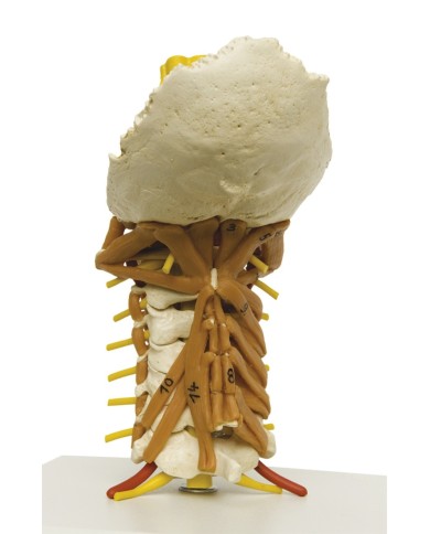 Erler Zimmer modello anatomico di colonna vertebrale cervicale con muscola Erler Zimmer modello anatomico di colonna vertebrale cervicale con muscola