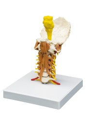 Erler Zimmer modello anatomico di colonna vertebrale cervicale con muscola