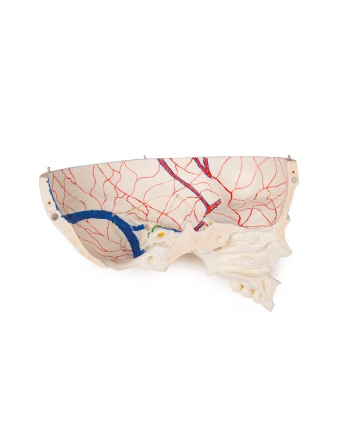 Cranio bambino di lusso per studi avanzati in 14 parti Erler Zimmer 4810