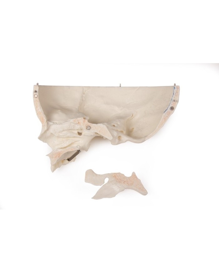 Cranio bambino di lusso per studi avanzati in 14 parti Erler Zimmer 4810