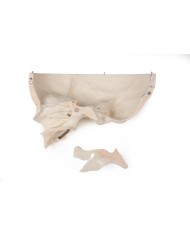 Cranio bambino di lusso per studi avanzati in 14 parti Erler Zimmer 4810