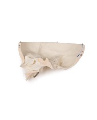 Cranio bambino di lusso per studi avanzati in 14 parti Erler Zimmer 4810