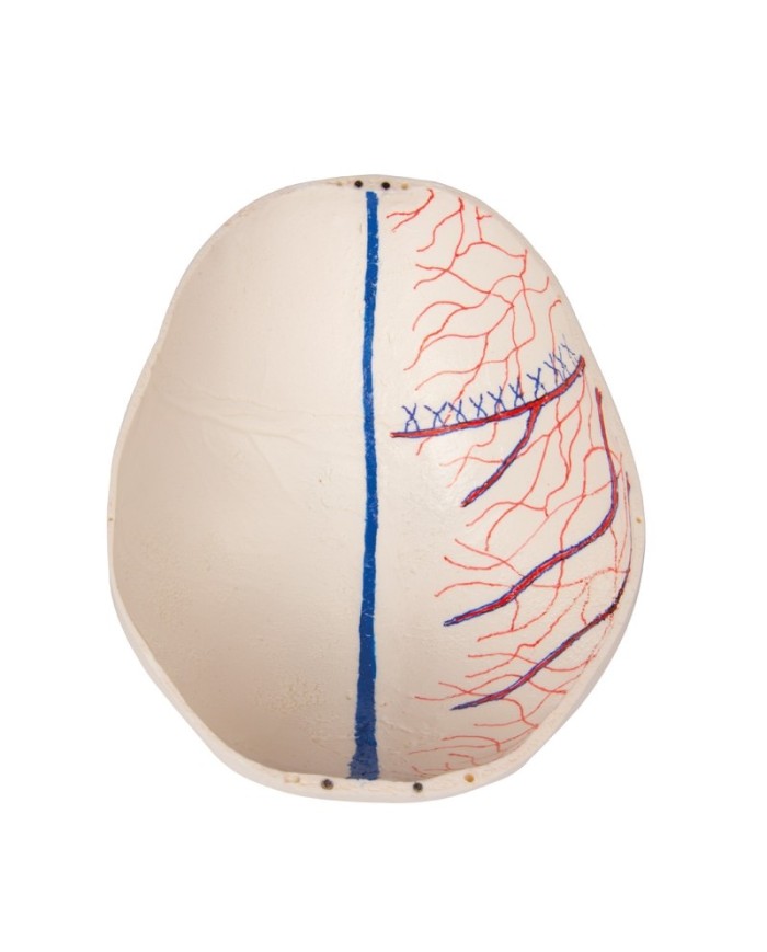 Cranio bambino di lusso per studi avanzati in 14 parti Erler Zimmer 4810