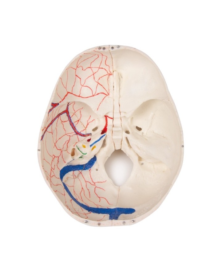 Cranio bambino di lusso per studi avanzati in 14 parti Erler Zimmer 4810
