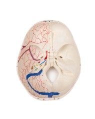 Cranio bambino di lusso per studi avanzati in 14 parti Erler Zimmer 4810