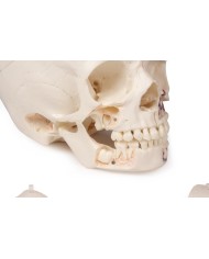 Cranio bambino di lusso per studi avanzati in 14 parti Erler Zimmer 4810