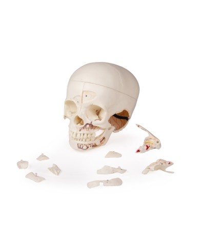 Cranio bambino di lusso per studi avanzati in 14 parti Erler Zimmer 4810