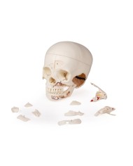 Cranio bambino di lusso per studi avanzati in 14 parti Erler Zimmer 4810