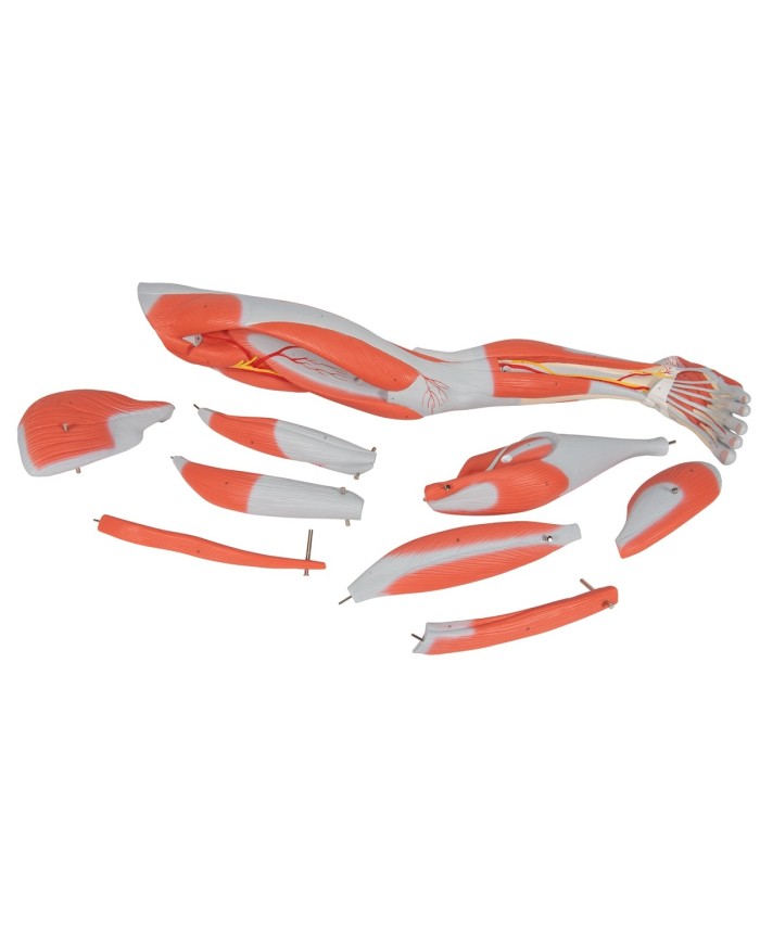 3B Scientific gamba con muscoli in 9 parti M20