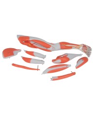 3B Scientific gamba con muscoli in 9 parti M20