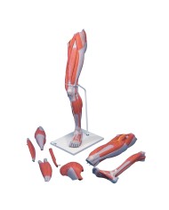 3B Scientific gamba con muscoli in 7 parti M21