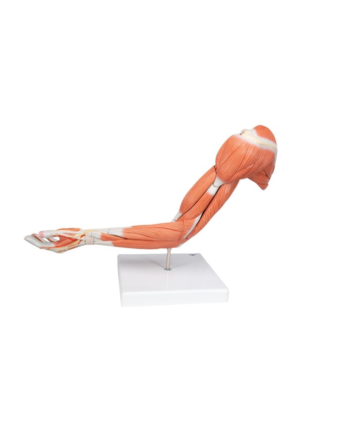 3B Scientific Braccio con muscoli modello di lusso M11