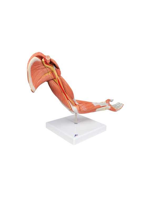 3B Scientific, Torso Bisessuato, Modello Di Lusso, Con Schiena Aperta In 31 Parti B40