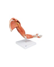 3B Scientific Braccio con muscoli modello di lusso M11