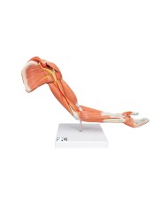 3B Scientific Braccio con muscoli modello di lusso M11