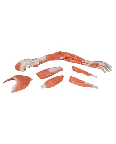 3B Scientific Braccio con muscoli modello di lusso M11 3B Scientific Braccio con muscoli modello di lusso M11