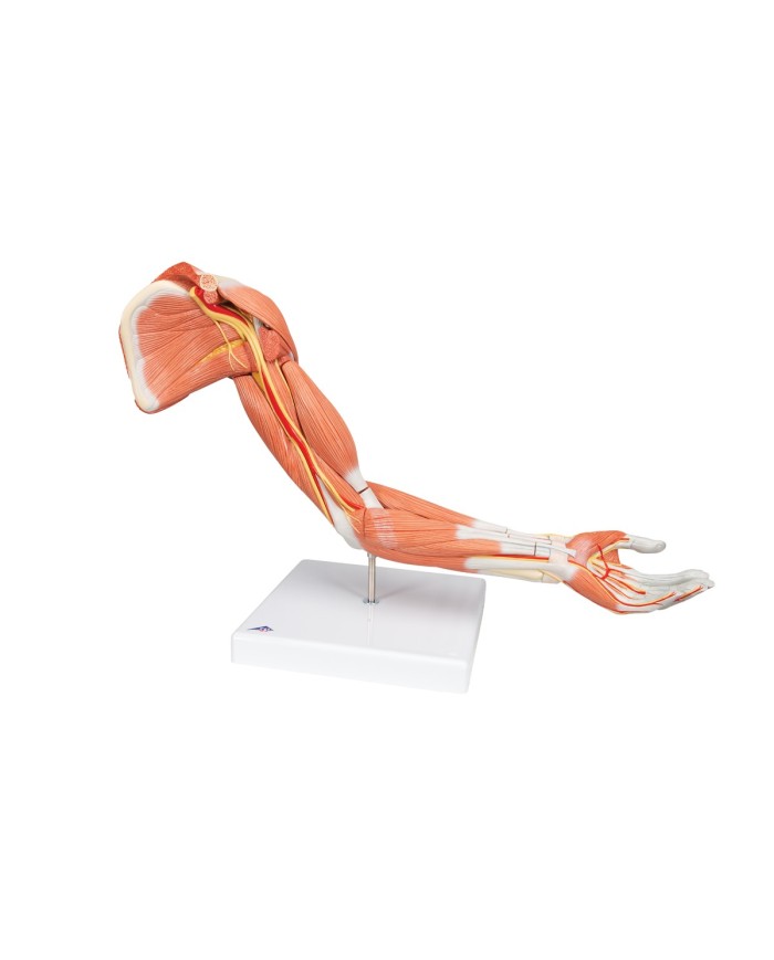 3B Scientific Braccio con muscoli modello di lusso M11