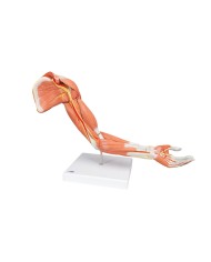 3B Scientific Braccio con muscoli modello di lusso M11