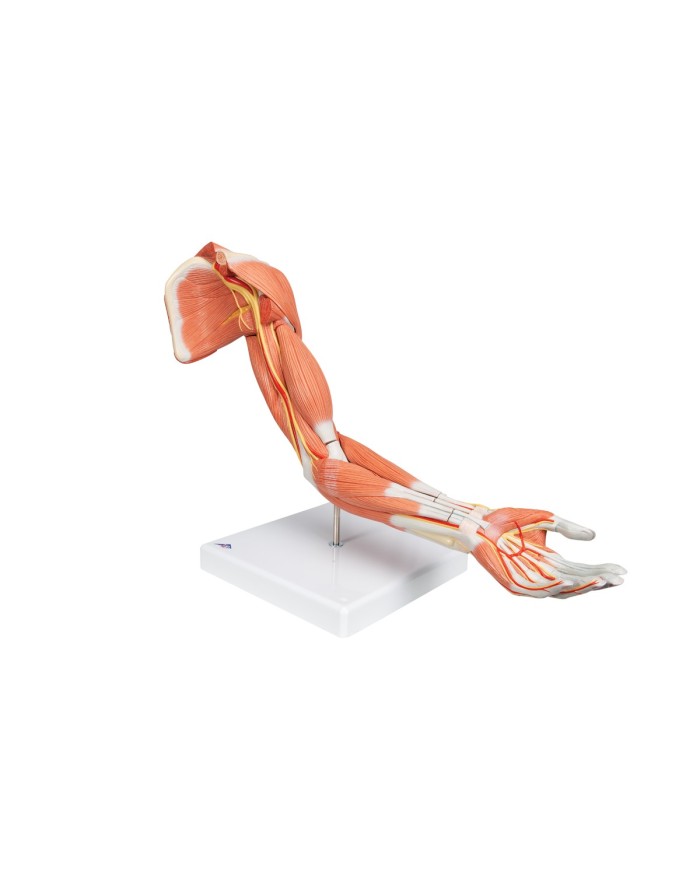 3B Scientific Braccio con muscoli modello di lusso M11