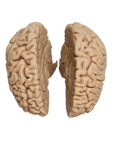 Erler Zimmer, modello anatomico di cervello di alta qualit