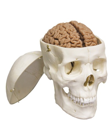 Erler Zimmer, modello anatomico di cervello di alta qualit