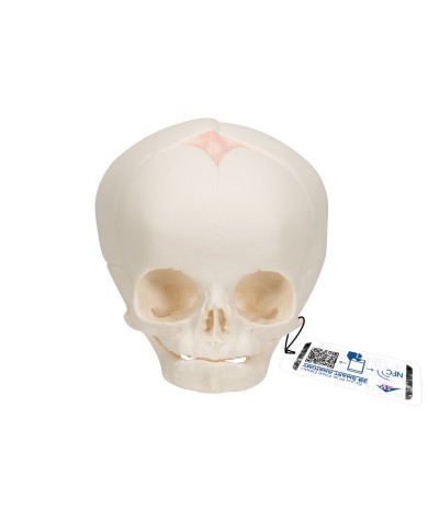 Modello anatomico di Cranio di feto A25 3B Scientific