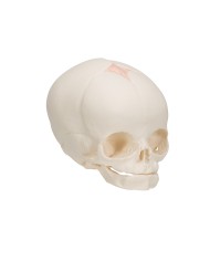 Modello anatomico di Cranio di feto A25 3B Scientific