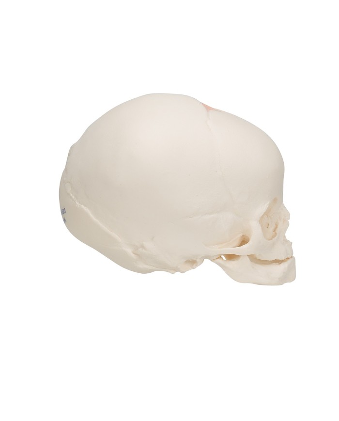 Modello anatomico di Cranio di feto A25 3B Scientific