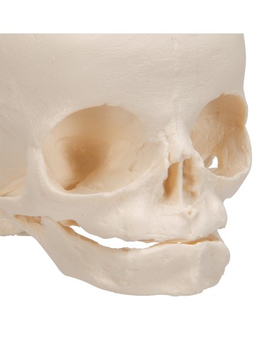 Modello anatomico di Cranio di feto A25 3B Scientific