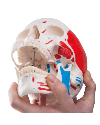 Cranio classico dipinto scomponibile in 3 parti, modello anatomico 3B Scientific A23