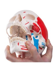 Cranio classico dipinto scomponibile in 3 parti, modello anatomico 3B Scientific A23