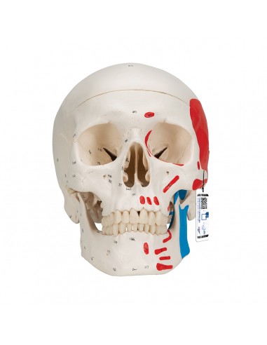 Cranio classico dipinto scomponibile...